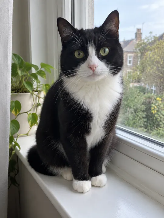 A tuxedo cat looking straight at the camera by a window